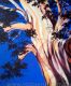 Gum Tree 3